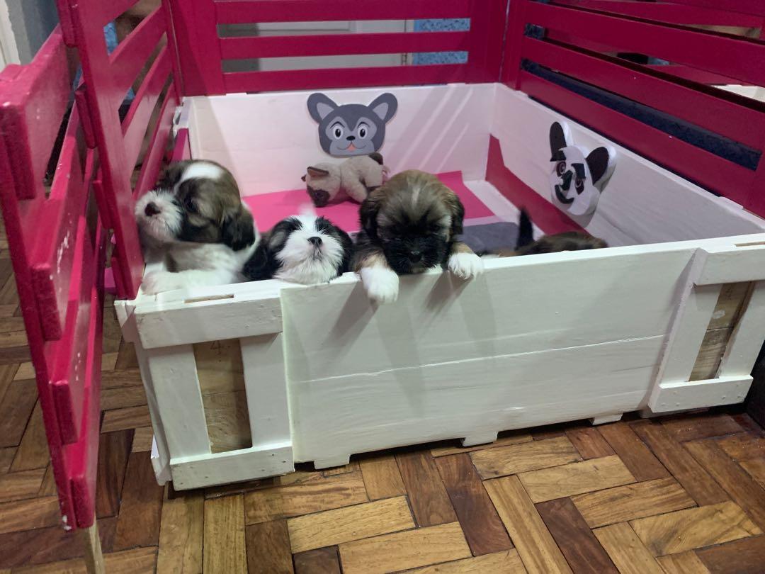 Shih tzu shop whelping box