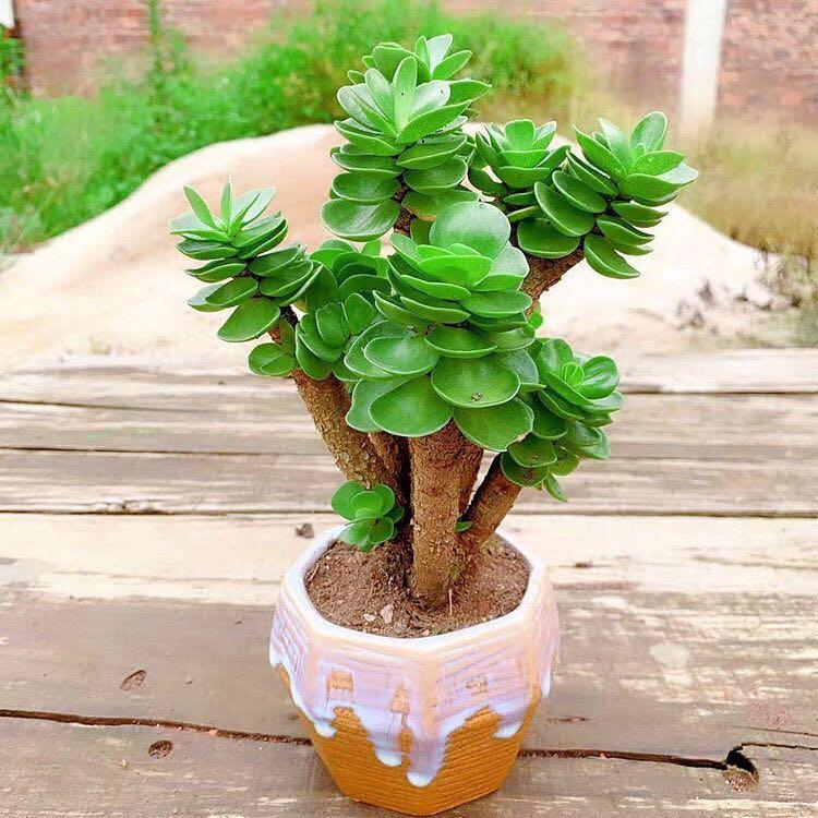 多肉盆栽金錢木帶盆帶土多肉植物發財樹室內好養耐旱易活四季常青老樁 2 3年 盆栽 傢俬 家居 園藝 植物及種子