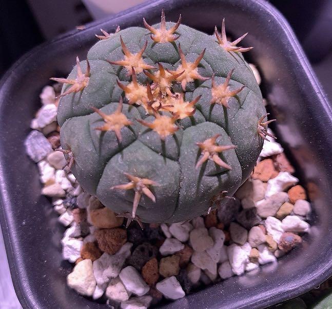 貓爪天平仙人球succulent 多肉植物 傢俬 家居 園藝 植物及種子 Carousell