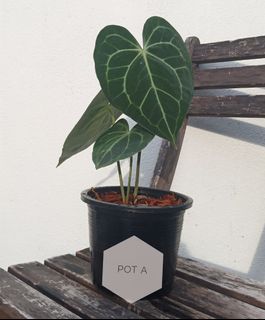 (Category: ) located in . Submitted by sprouts.and.soils (Listing ID 1050849356, Image 1). Description: .