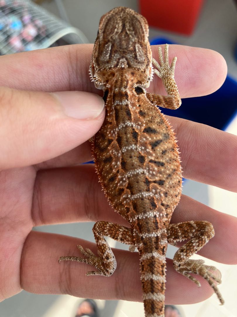 Bearded Dragon Hypo Red Services Others On Carousell