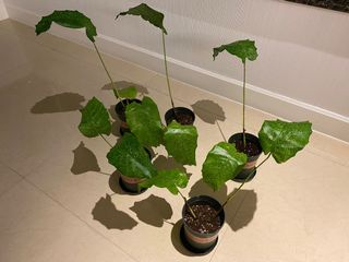 （分類：）位於 。 由 plantsclara 提交（商品編號 1050762032，圖片 1）。簡介： 。