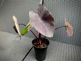 （分類：）位於 。 由 eeeeeeeeeeeeric 提交（商品編號 1050665559，圖片 1）。簡介： 。