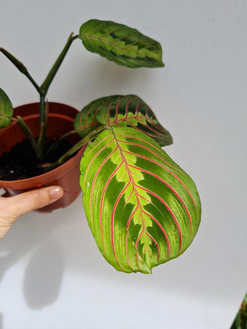 Maranta Tricolor Prayer Plant, Gardening, Plants on Carousell