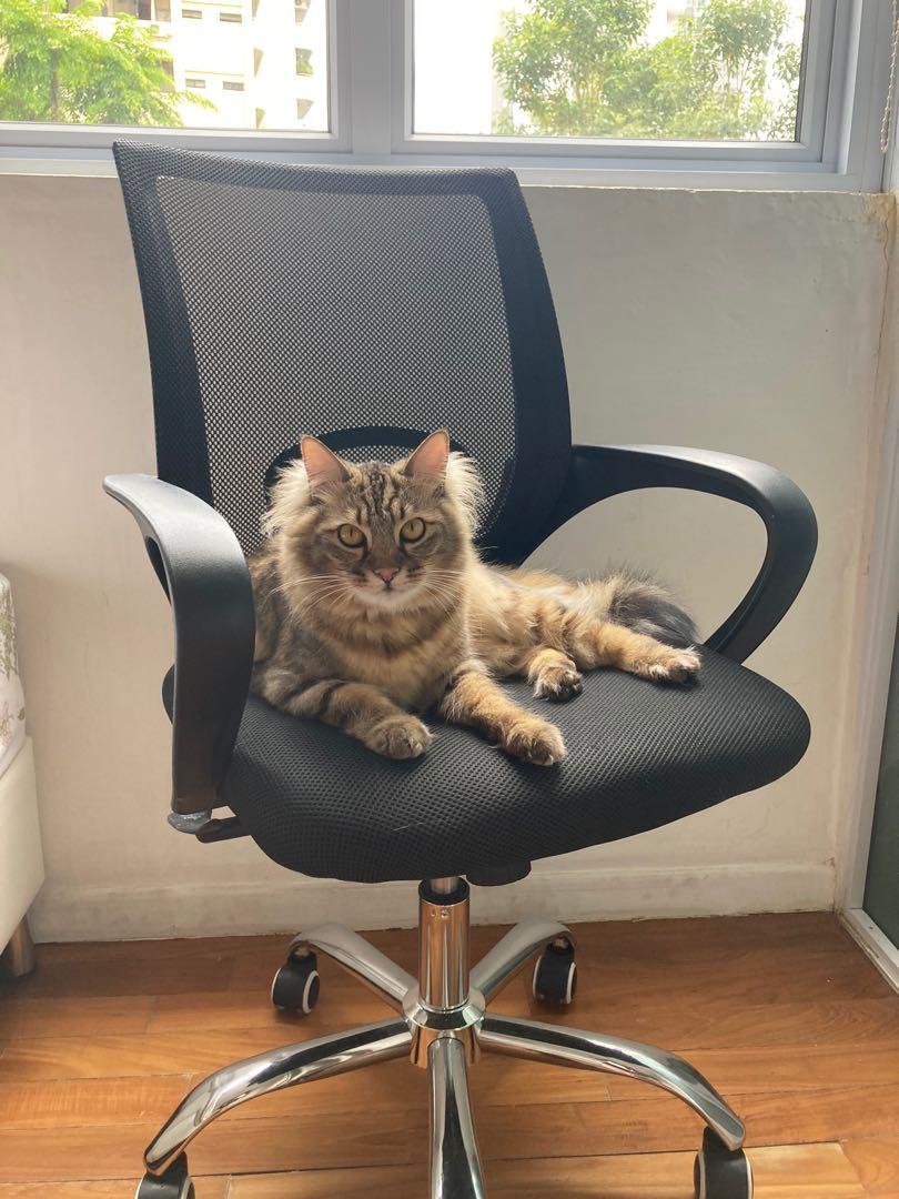 Cat office sale chair