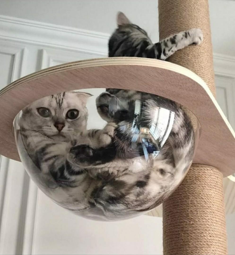 Bnib Cat Tree Space Capsule Hammock Bowl Pet Supplies Homes Other Pet Accessories On Carousell