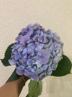 (Category: ) located in . Submitted by thegiftfloratory (Listing ID 1050959773, Image 1). Description: .
