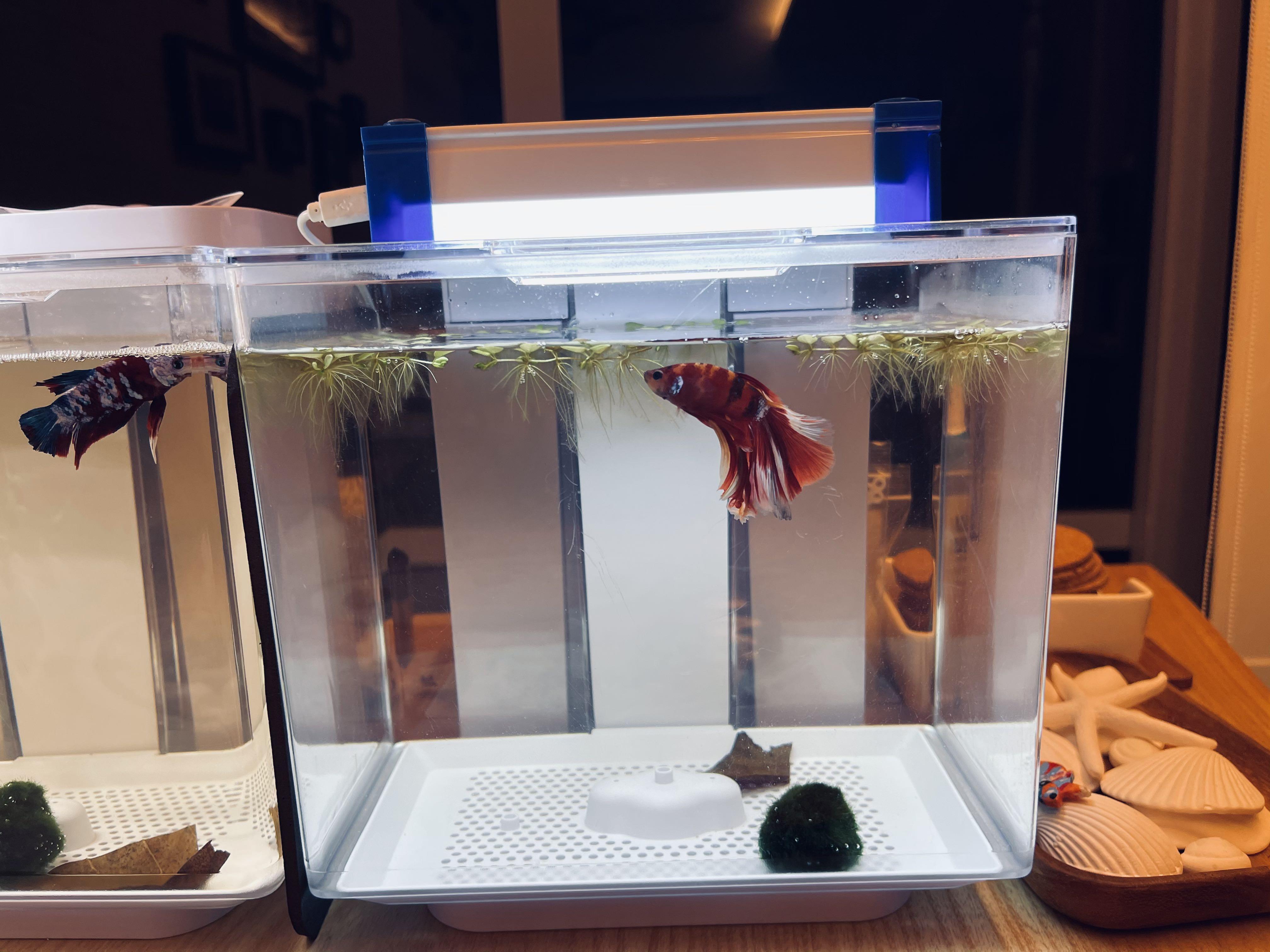 marina betta