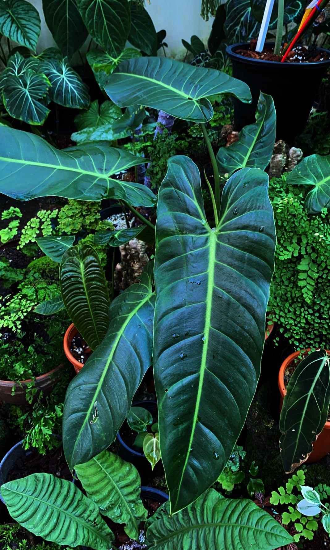 Philodendron Bernardopazii Home Furniture Gardening On Carousell