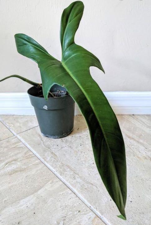 Philodendron Jerry Horne Furniture Home Living Gardening Plants Seeds On Carousell