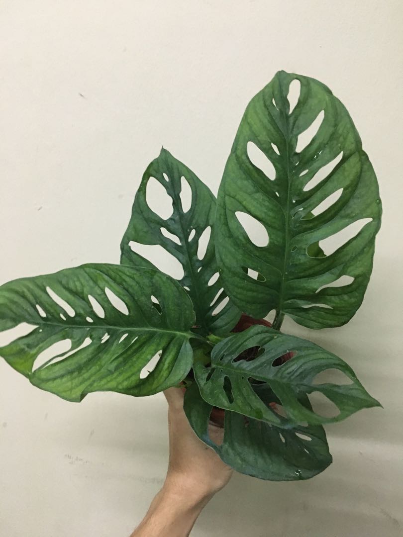 Rare Monstera adansonii wide form, Furniture & Home Living, Gardening