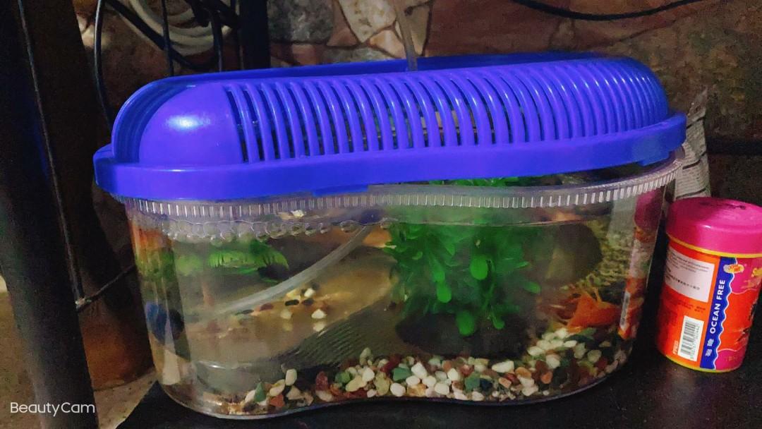 phenobarbital and dogs