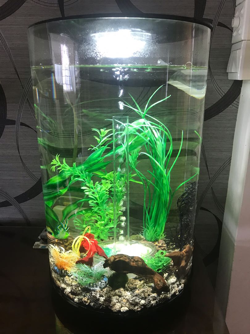 Biorb 30L tube aquarium Pet Supplies Homes Other Pet