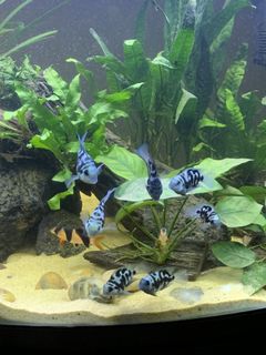 (Category: ) located in . Submitted by weeneeth (Listing ID 1051353908, Image 1). Description: .