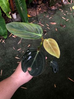 (Category: ) located in . Submitted by the_plantnerd (Listing ID 1051300431, Image 1). Description: .