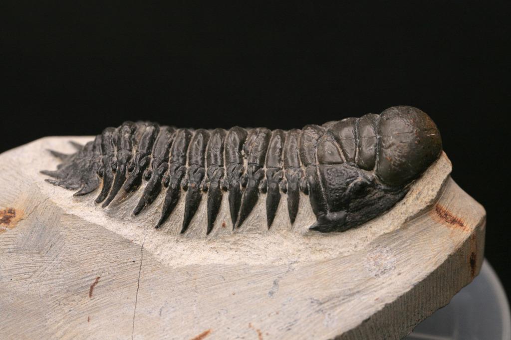 摩洛哥產三葉蟲化石- 手尾蟲Cheirurus indet (Crotalocephalus) Trilobite fossil icon  003specimen