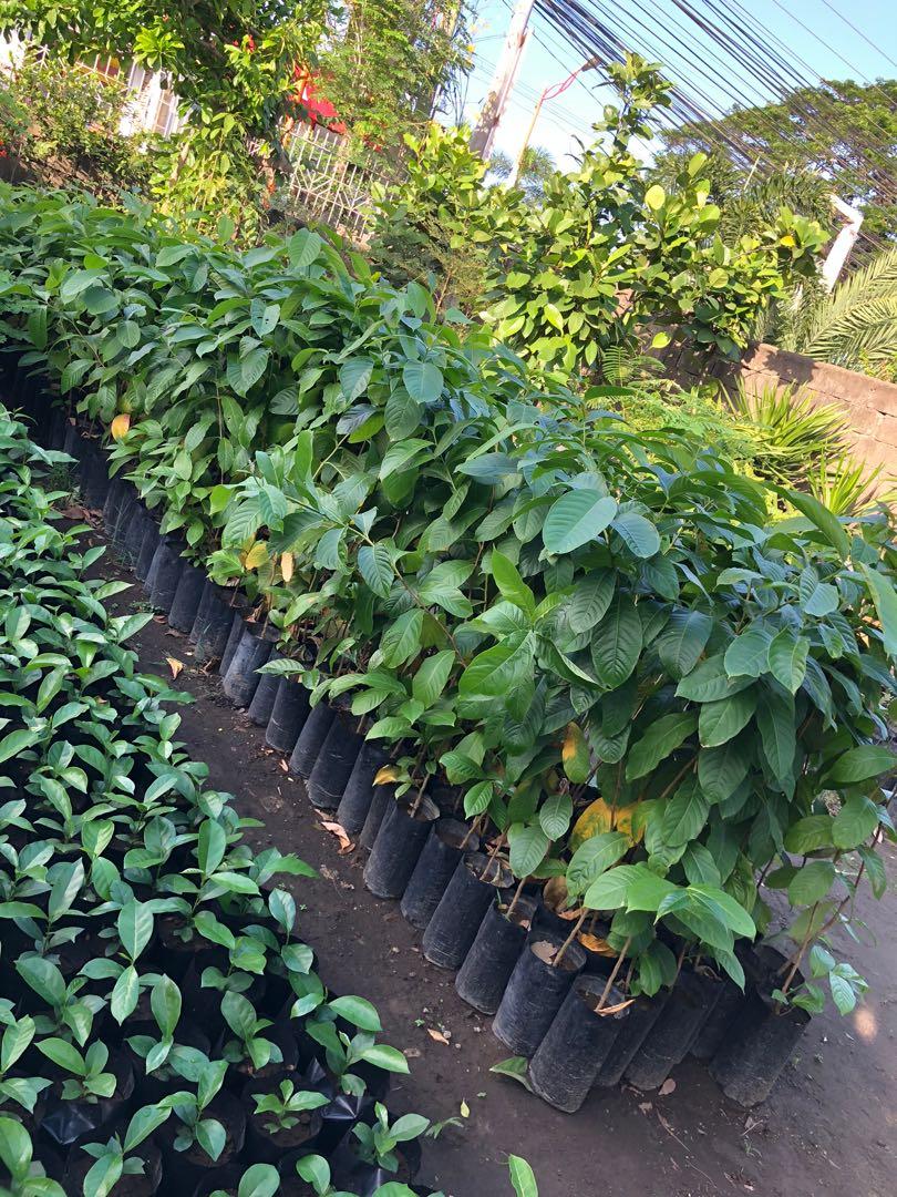 Banaba Tree (Category: Plants & Seeds) located in Calamba. Submitted by qualityfruittrees25 (Listing ID 1051515681, Image 1). Description: Ideal for tree planting.