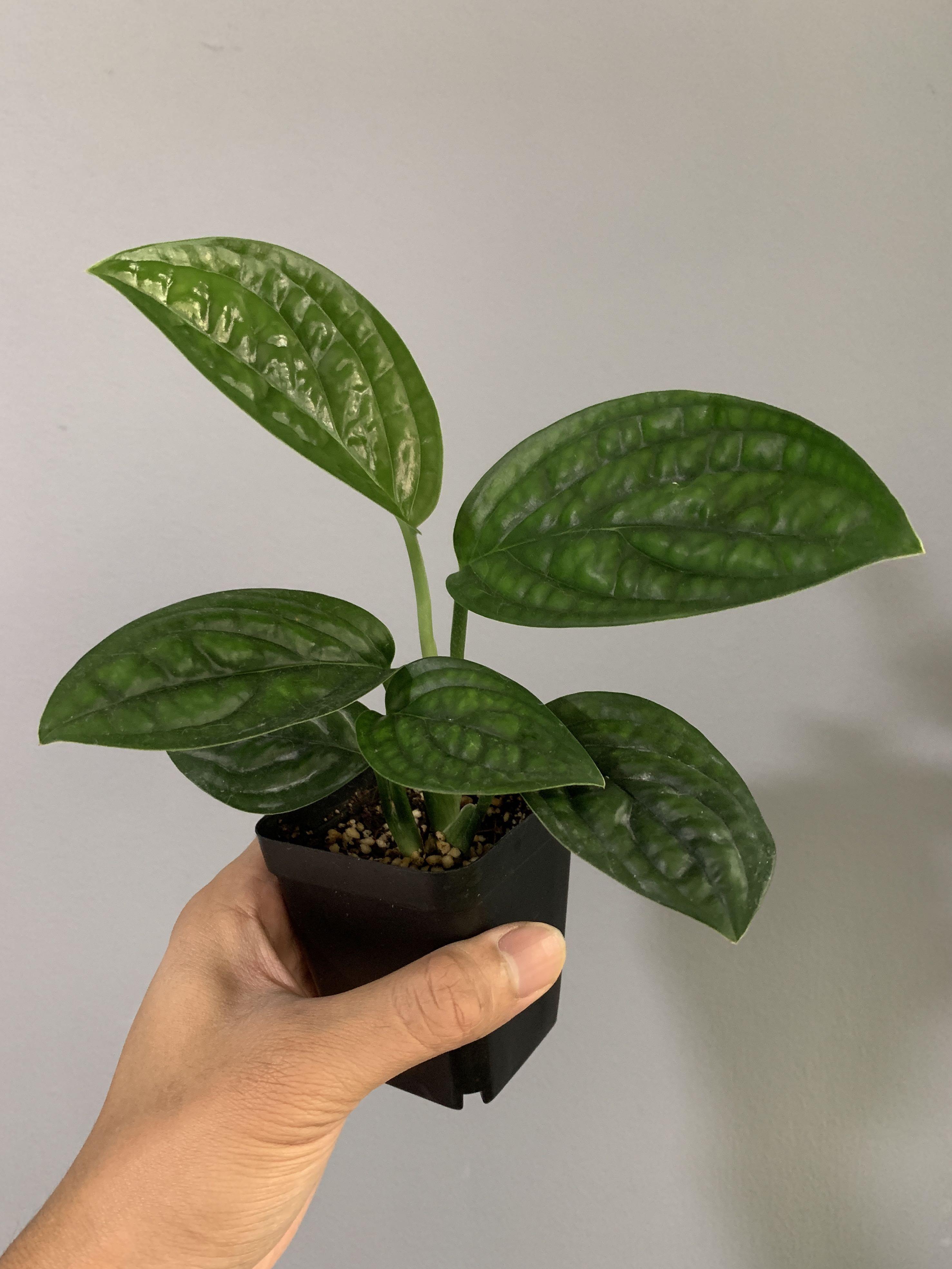 Monstera Peru Karstenianum Baby Gardening Plants On Carousell