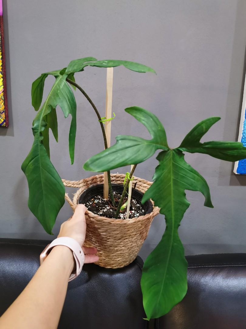 Philodendron Florida Ghost Huge Furniture Home Living Gardening Plants Seeds On Carousell
