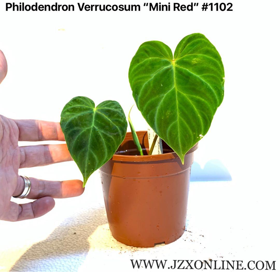 Philodendron Verrucosum Mini Red 1102 Furniture Home Living Gardening Plants Seeds On Carousell