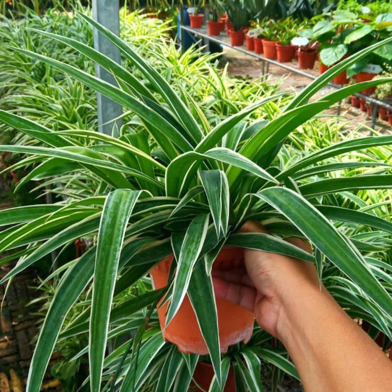 Pokok Lili Paris (Chlorophytum comosum / Spider Plant / Airplant 
