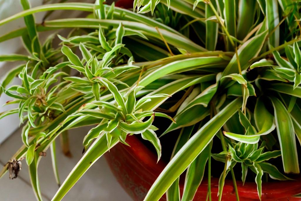Pokok Lili Paris (Chlorophytum comosum / Spider Plant / Airplant 