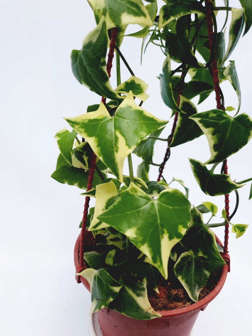 senecio macroglossus variegated wax ivy furniture home living gardening plants seeds on carousell