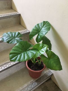 (Category: ) located in . Submitted by time4plants (Listing ID 1051651255, Image 1). Description: .
