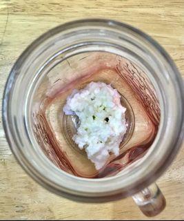 德國奶克菲爾菌種 milk kefir 奶克寶寶 優良益生菌（附贈塑膠篩網，限台北、中永和、台中市區面交）