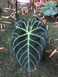 (Category: ) located in . Submitted by the_plantnerd (Listing ID 1051733977, Image 1). Description: .