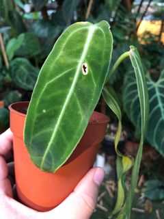 (Category: ) located in . Submitted by the_plantnerd (Listing ID 1051740728, Image 1). Description: .