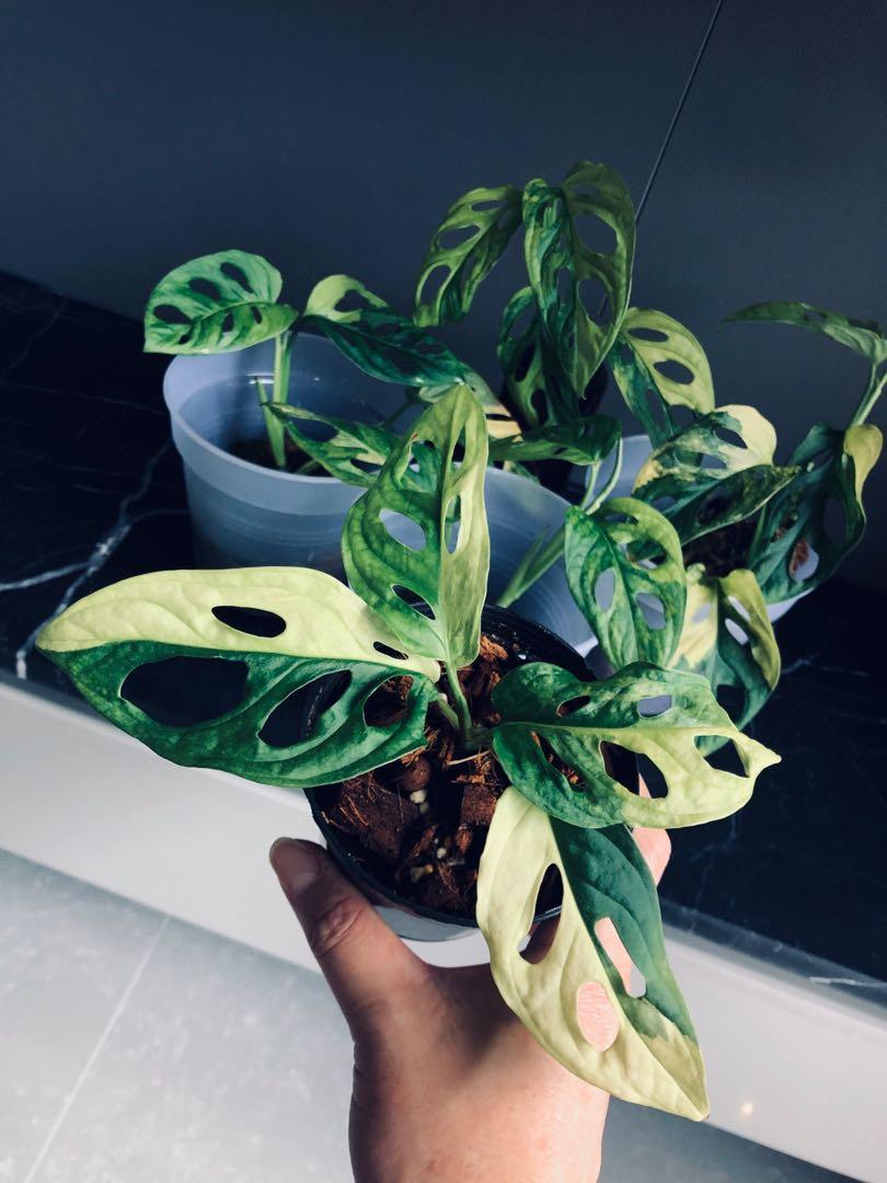 Monstera Adansonii Variegated Aurea Albo Halfmoon Gardening Plants On Carousell