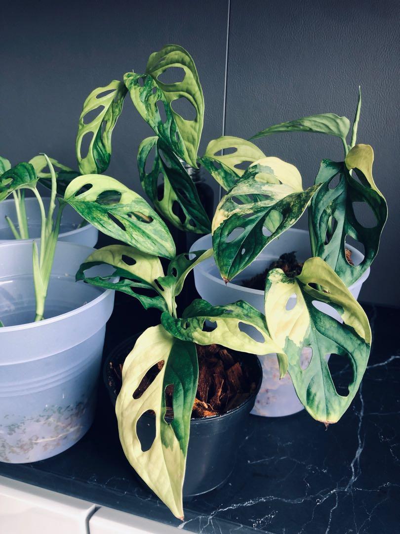 Monstera Adansonii Variegated Aurea Albo Flash Sale Gardening Plants On Carousell