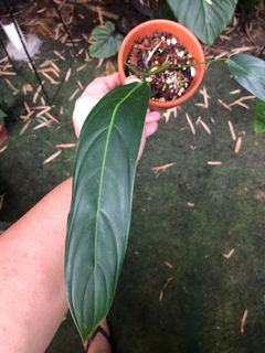 (Category: ) located in . Submitted by the_plantnerd (Listing ID 1051635375, Image 1). Description: .