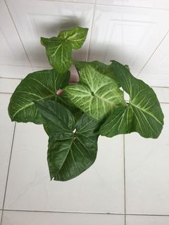 (Category: ) located in . Submitted by time4plants (Listing ID 1051897562, Image 1). Description: .