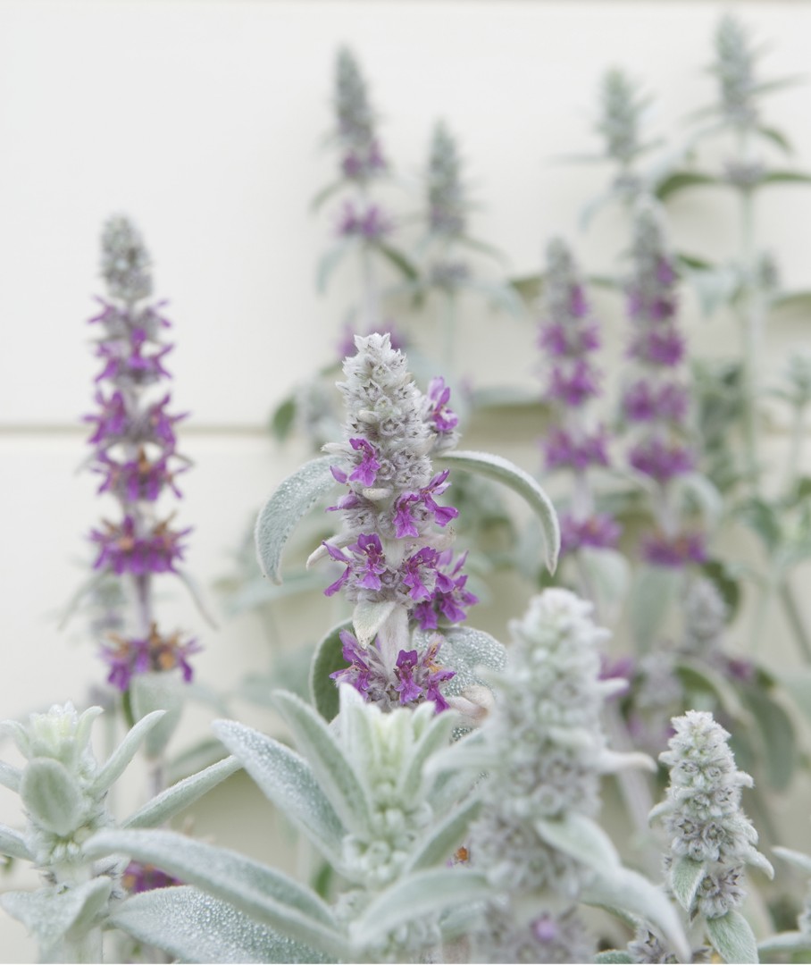 種子 棉毛水蘇羊耳朵5粒lamb S Ears Stachys Byzantina 5 Seeds 傢俬 家居 Gardening Plants Carousell