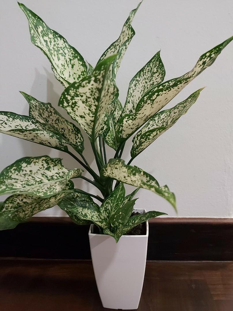 Aglaonema nasa outlet