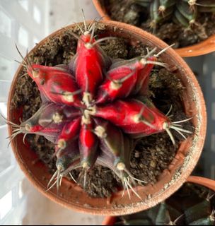 (Category: ) located in . Submitted by joynerysg (Listing ID 1051954368, Image 1). Description: .