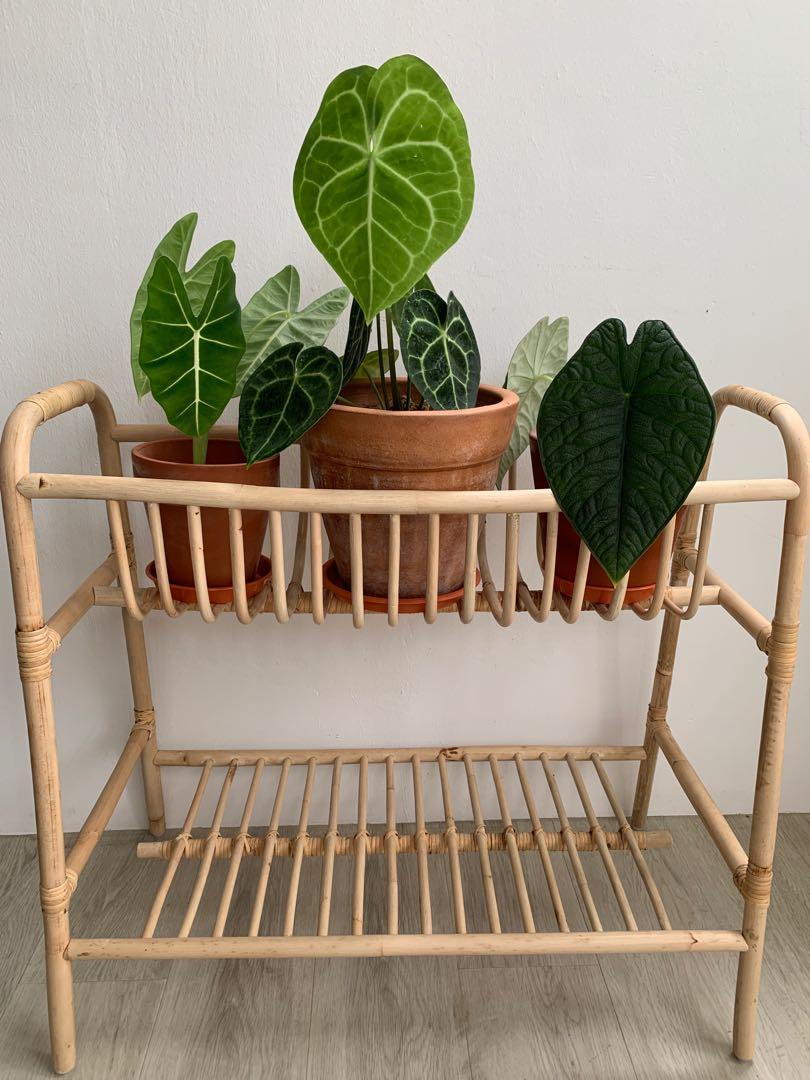 IKEA rattan plant stand, Furniture & Home Living, Gardening, Plants