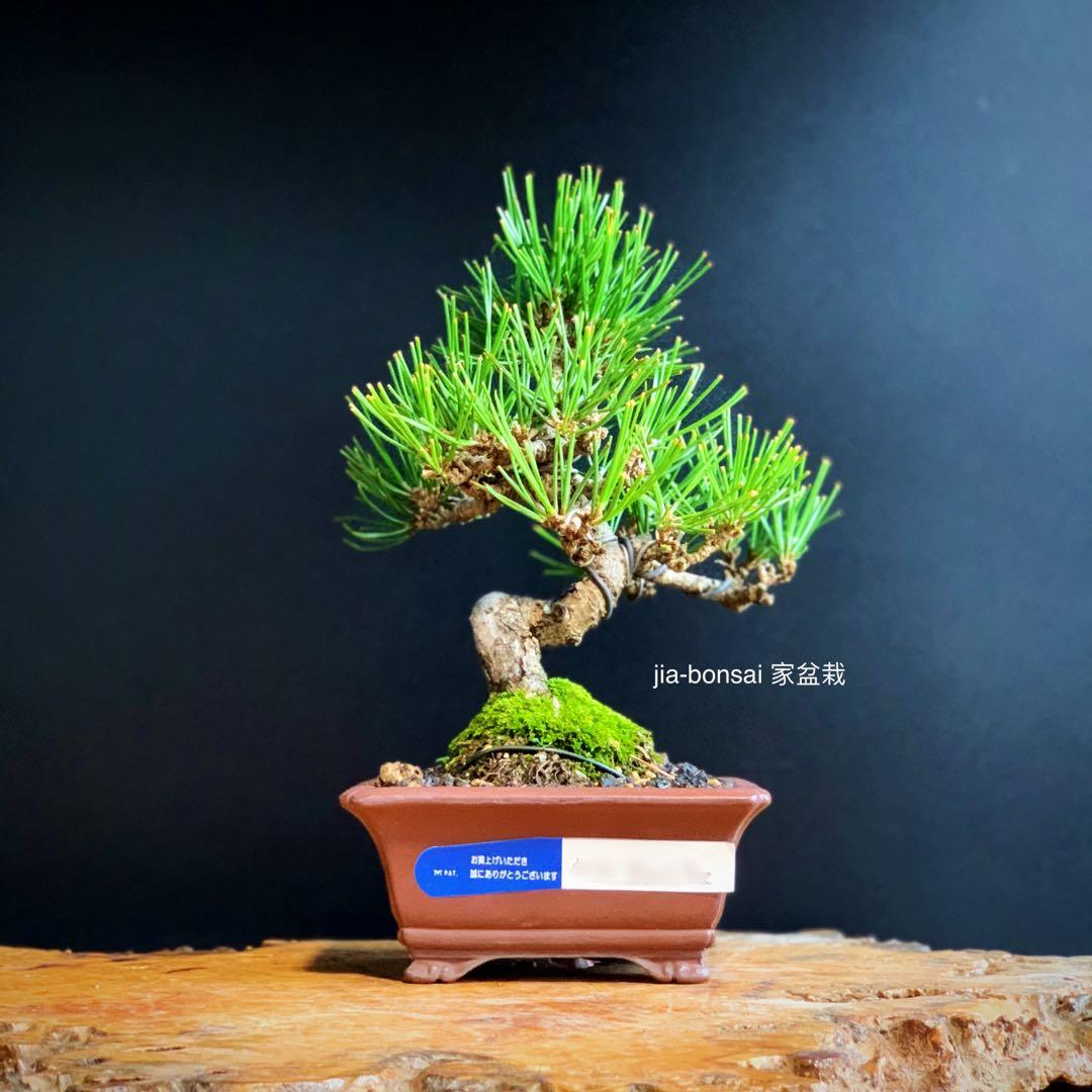 Japanese Black Pine in Yamaaki Pot, Gardening, Plants on Carousell Japanese Black Pine in Yamaaki Pot, Gardening, Plants on Carousell