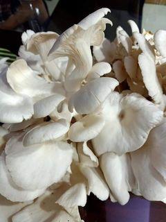 Oyster Mushroom sold by 1 kilo