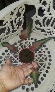 (Category: ) located in . Submitted by jade1978 (Listing ID 1051903363, Image 1). Description: .
