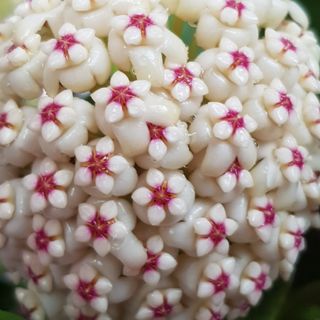 (Category: ) located in . Submitted by puipuiplants (Listing ID 1051956429, Image 1). Description: .