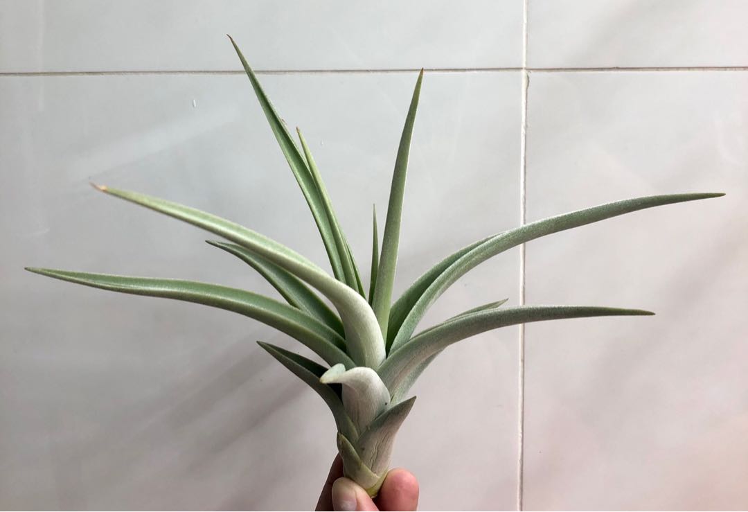 Tillandsia Lotteae, Furniture & Home Living, Gardening, Plants