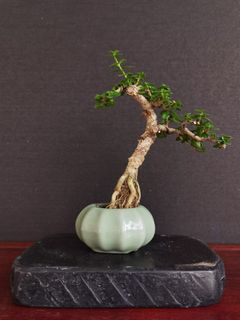 (Category: ) located in . Submitted by jmanuelmac (Listing ID 1052204079, Image 1). Description: .