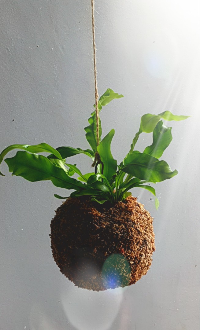 Kokedama Bird's Nest Fern, Furniture & Home Living, Gardening, Plants & Seeds on Carousell