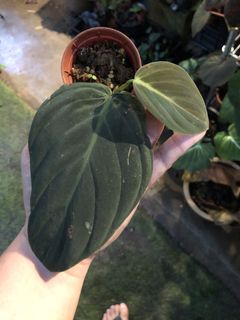 (Category: ) located in . Submitted by the_plantnerd (Listing ID 1047025966, Image 1). Description: .