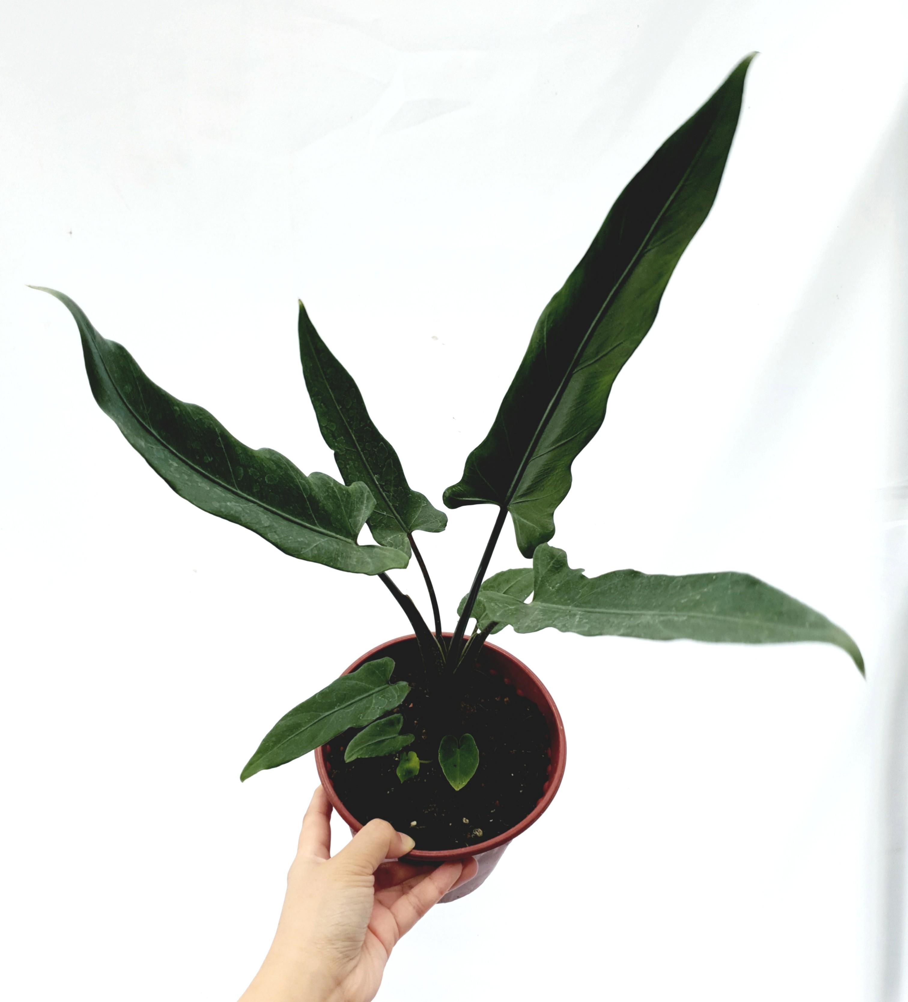 Alocasia Lauterbachiana Gardening Plants On Carousell
