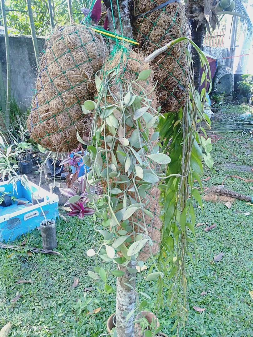 Coco wattles for orchids Direct Supplier (mini coco logs), Furniture ...