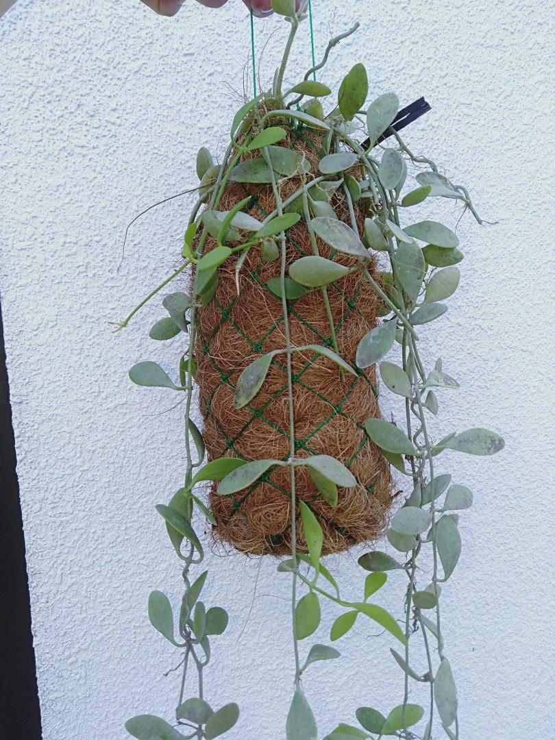 Coco wattles for orchids Direct Supplier (mini coco logs), Furniture ...